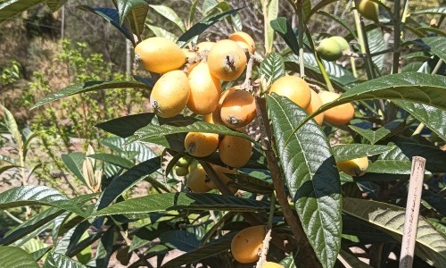 咳嗽中能不能虫草炖汤-权威咳嗽可以吃鸡蛋吗平台,分享专业咳嗽病人能吃虫草吗知识_咳嗽病人能吃虫草吗网